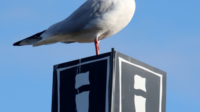 a seagull sitting on top of a parking sign