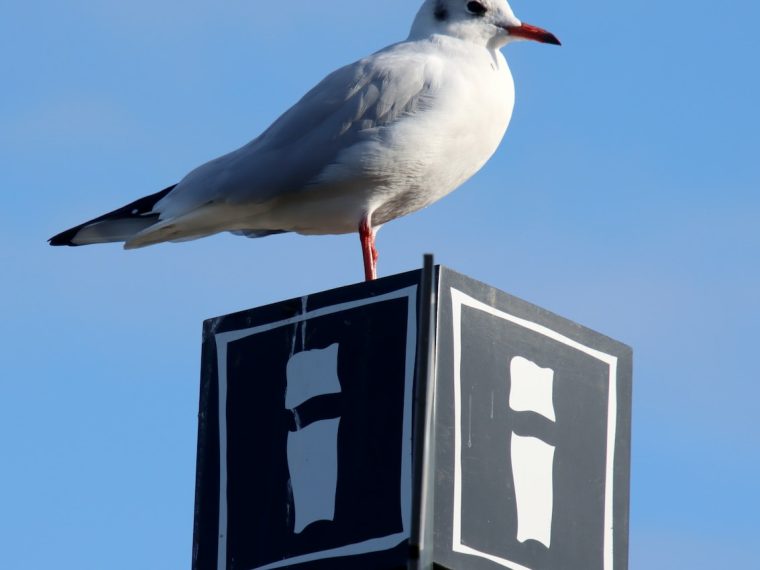 a seagull sitting on top of a parking sign